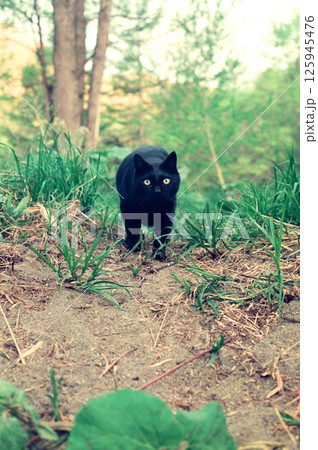 自然の中を歩く黒猫、黒ちゃん 自然の中を歩く黒猫、黒ちゃん 125945476