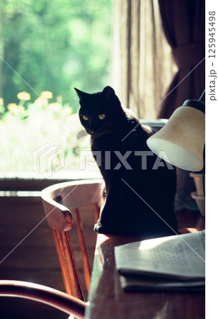 新緑の窓辺に座る黒猫、黒ちゃん 125945498