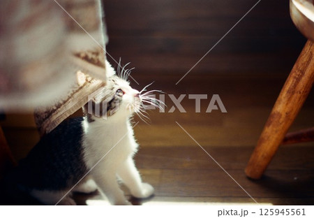 板の間に座り上を見つめる仔猫 125945561