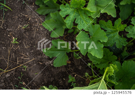 Large pumpkin leaves growing across rich dark soil in vegetable garden during summer Large pumpkin leaves growing across rich dark soil in vegetable garden during summer 125945576