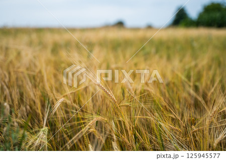 Golden barley ear standing out in blurred yellow grain field under cloudy summer sky 125945577