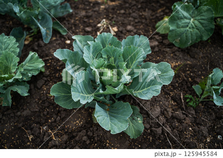 Closeup of a single mature cabbage plant with large healthy green leaves in garden soil Closeup of a single mature cabbage plant with large healthy green leaves in garden soil 125945584