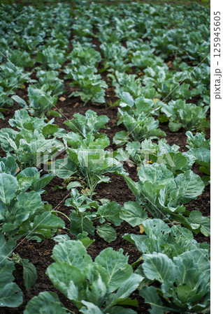 Rows of young cabbage plants growing in neat lines across open cultivated farmland 125945605