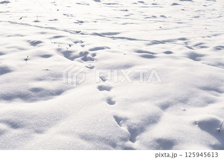 Fresh snow with visible animal tracks under bright sunlight in peaceful winter landscape 125945613