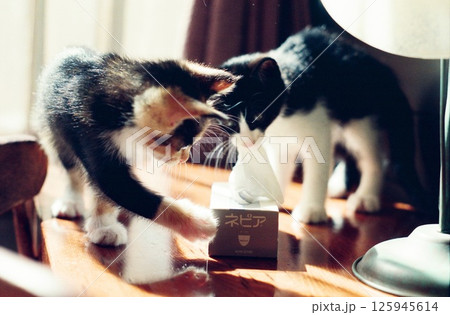 ティッシュペーパーで遊ぶ二匹の仔猫 ティッシュペーパーで遊ぶ二匹の仔猫 125945614