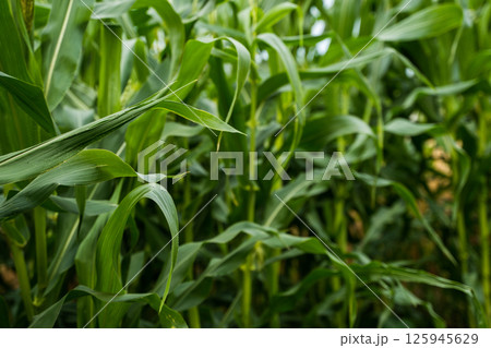 Corn leaves in natural green tones captured from side angle in dense crop plantation Corn leaves in natural green tones captured from side angle in dense crop plantation 125945629