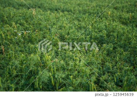 Close view of harvested pea plants with short green stalks and wildflowers on farmland 125945639