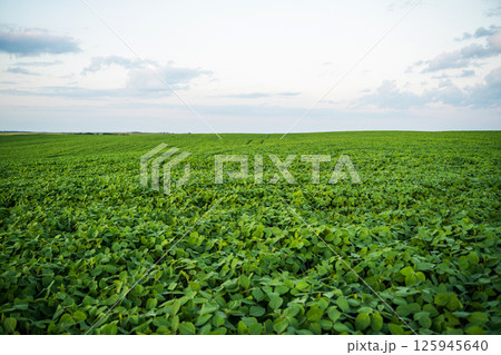 Wide panoramic view of dense green soybean field under soft evening sky in rural area 125945640