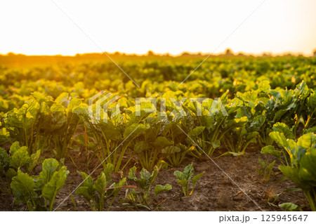 Closeup of sugar beet plants in rich soil lit by golden evening sunlight on farmland 125945647