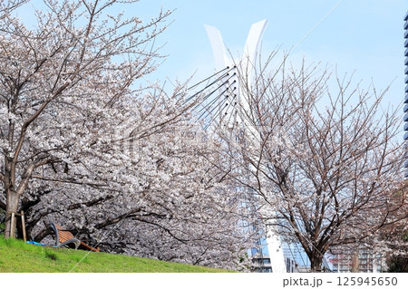 東京都市風景　石川島公園の桜 125945650