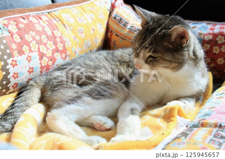 猫ベッドで休む高齢のお婆ちゃん猫 125945657