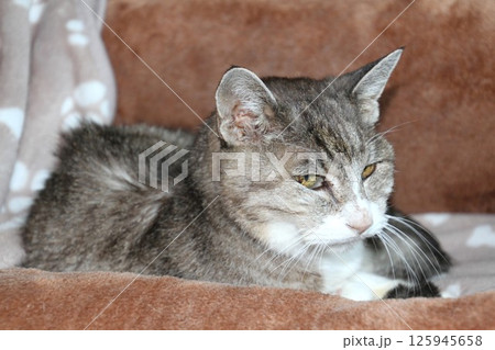 ソファーで休むお婆ちゃん猫、桃ちゃん 125945658