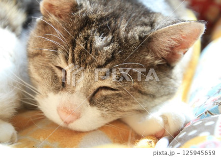 猫ベッドで眠る高齢のお二十一歳婆ちゃん猫の桃ちゃん 125945659