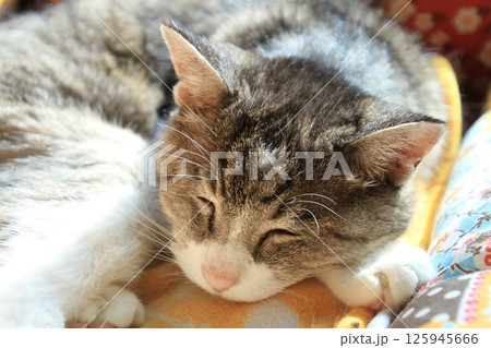 猫ベッドで眠る高齢のお婆ちゃん猫桃ちゃん、二十一歳 猫ベッドで眠る高齢のお婆ちゃん猫桃ちゃん、二十一歳 125945666