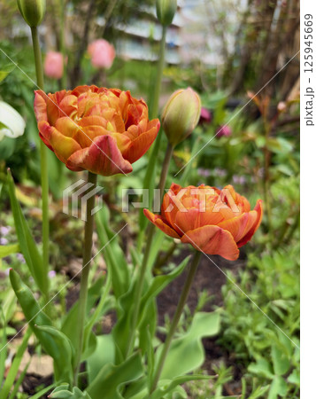 春を彩る赤・オレンジ・黄色の三色チューリップ 125945669