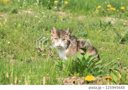 野原で遊ぶ二十一歳のお婆ちゃん猫,桃ちゃん 野原で遊ぶ二十一歳のお婆ちゃん猫,桃ちゃん 125945688