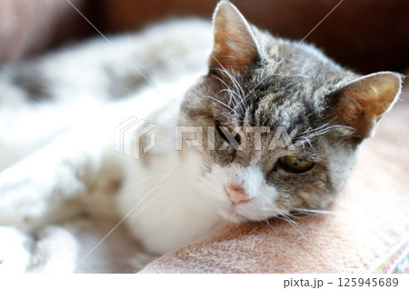 猫ベッドでくつろぐお婆ちゃん猫、桃ちゃん、死の三日前 猫ベッドでくつろぐお婆ちゃん猫、桃ちゃん、死の三日前 125945689