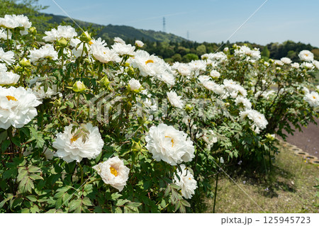 三重県いなべ市農業公園の初夏のぼたん園に咲く白いぼたんの花 125945723
