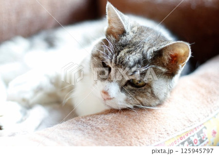猫ベッドでくつろぐお婆ちゃん猫、二十二歳の桃ちゃん、死の三日前 猫ベッドでくつろぐお婆ちゃん猫、二十二歳の桃ちゃん、死の三日前 125945797
