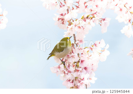 小彼岸桜とメジロ 125945844