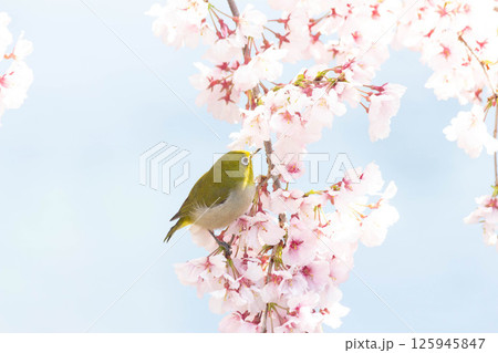 小彼岸桜とメジロ 125945847