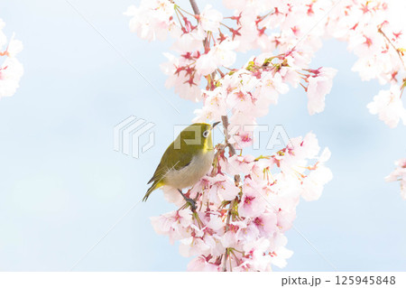 小彼岸桜とメジロ 小彼岸桜とメジロ 125945848