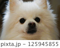 愛くるしいもふもふの白いポメラニアン 125945855
