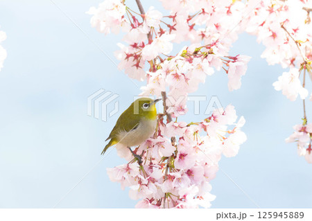 小彼岸桜とメジロ 小彼岸桜とメジロ 125945889