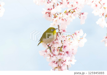 小彼岸桜とメジロ 125945893