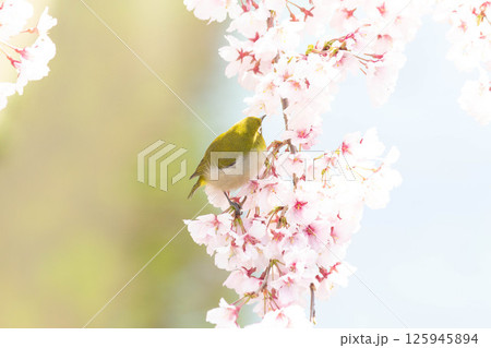小彼岸桜とメジロ 小彼岸桜とメジロ 125945894