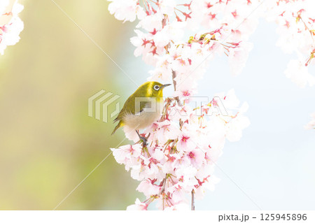 小彼岸桜とメジロ 125945896
