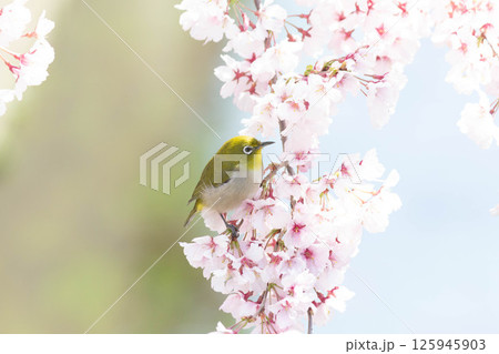 小彼岸桜とメジロ 小彼岸桜とメジロ 125945903