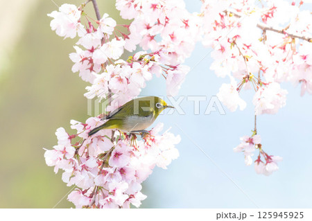 小彼岸桜とメジロ 125945925