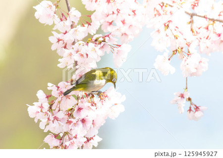 小彼岸桜とメジロ 小彼岸桜とメジロ 125945927