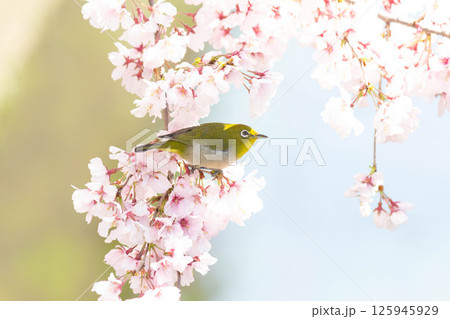 小彼岸桜とメジロ 小彼岸桜とメジロ 125945929