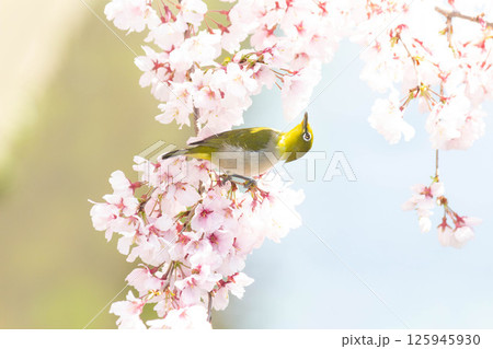 小彼岸桜とメジロ 小彼岸桜とメジロ 125945930