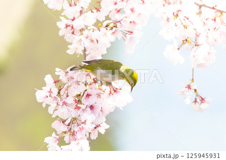 小彼岸桜とメジロ 125945931