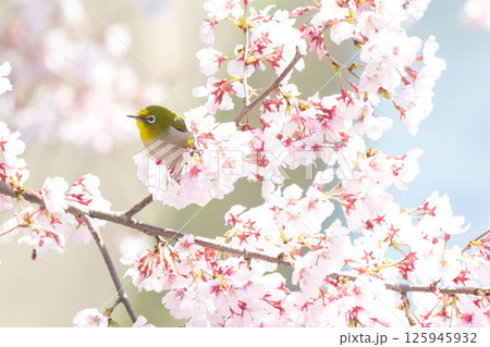 小彼岸桜とメジロ 小彼岸桜とメジロ 125945932