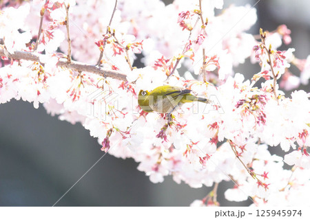 小彼岸桜とメジロ 小彼岸桜とメジロ 125945974