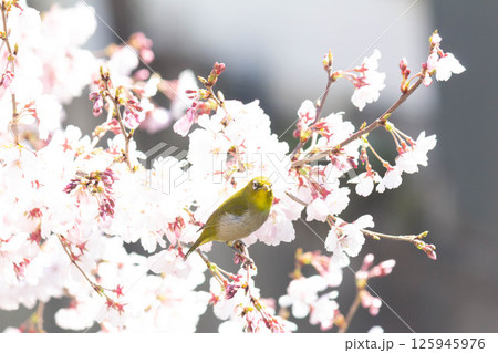 小彼岸桜とメジロ 小彼岸桜とメジロ 125945976