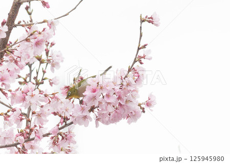 小彼岸桜とメジロ 小彼岸桜とメジロ 125945980