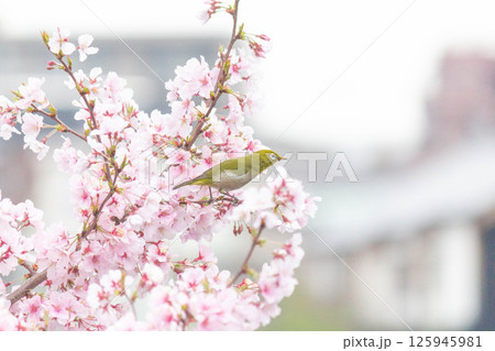 小彼岸桜とメジロ 125945981