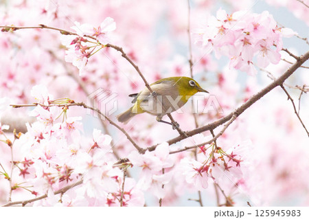 小彼岸桜とメジロ 125945983
