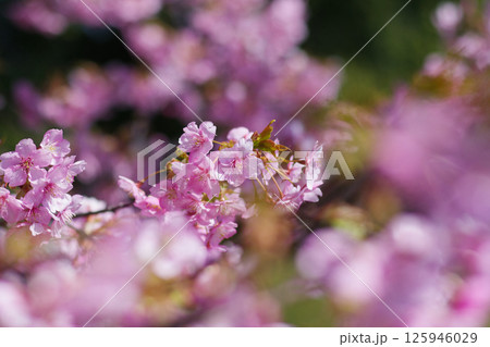 寺ヶ池公園の河津桜 寺ヶ池公園の河津桜 125946029