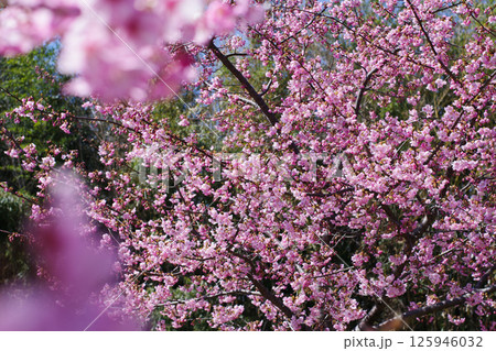 寺ヶ池公園の河津桜 寺ヶ池公園の河津桜 125946032