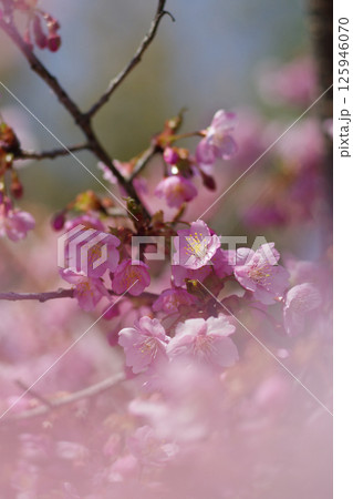 寺ヶ池公園の河津桜 125946070