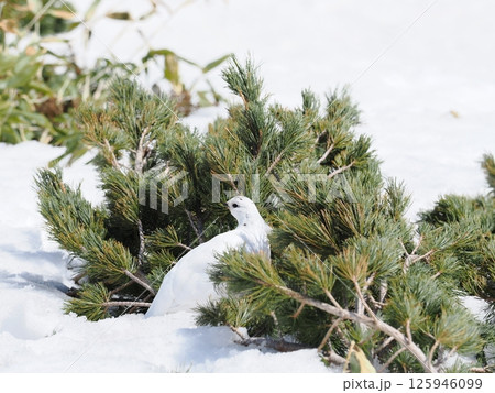 ハイマツと冬毛の雷鳥 ハイマツと冬毛の雷鳥 125946099