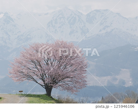白馬の春 野平の一本桜 白馬の春 野平の一本桜 125946106