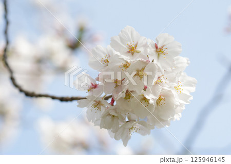 UR津久野団地の桜 125946145