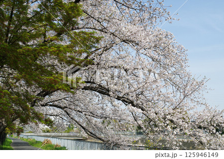 UR津久野団地の桜 125946149